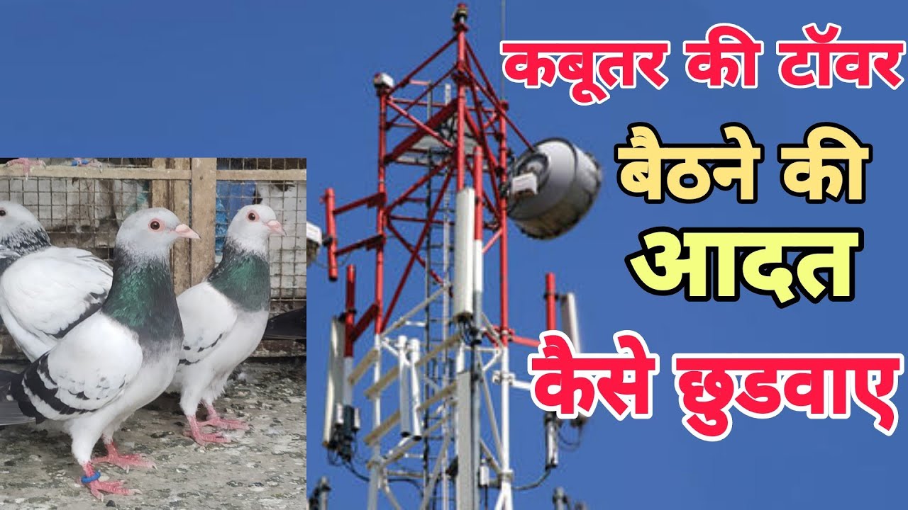 कबूतरों के टॉवर पर बैठने की आदत कैसे छुड़वाए | kabootar bar bar tower pr beth jata he toh kya kre