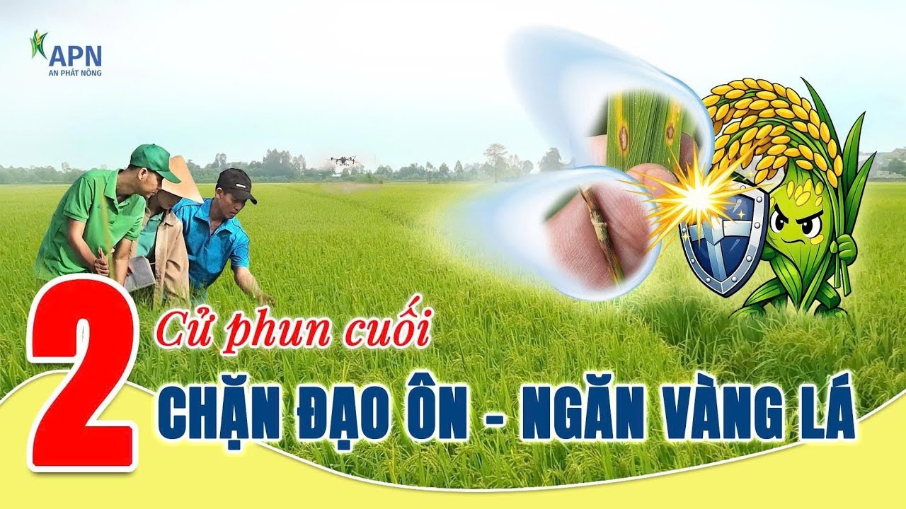 APN - 2 CỬ PHUN CUỐI GIÚP CHẶN ĐẠO ÔN - NGĂN VÀNG LÁ | ĐÔNG XUÂN 2026