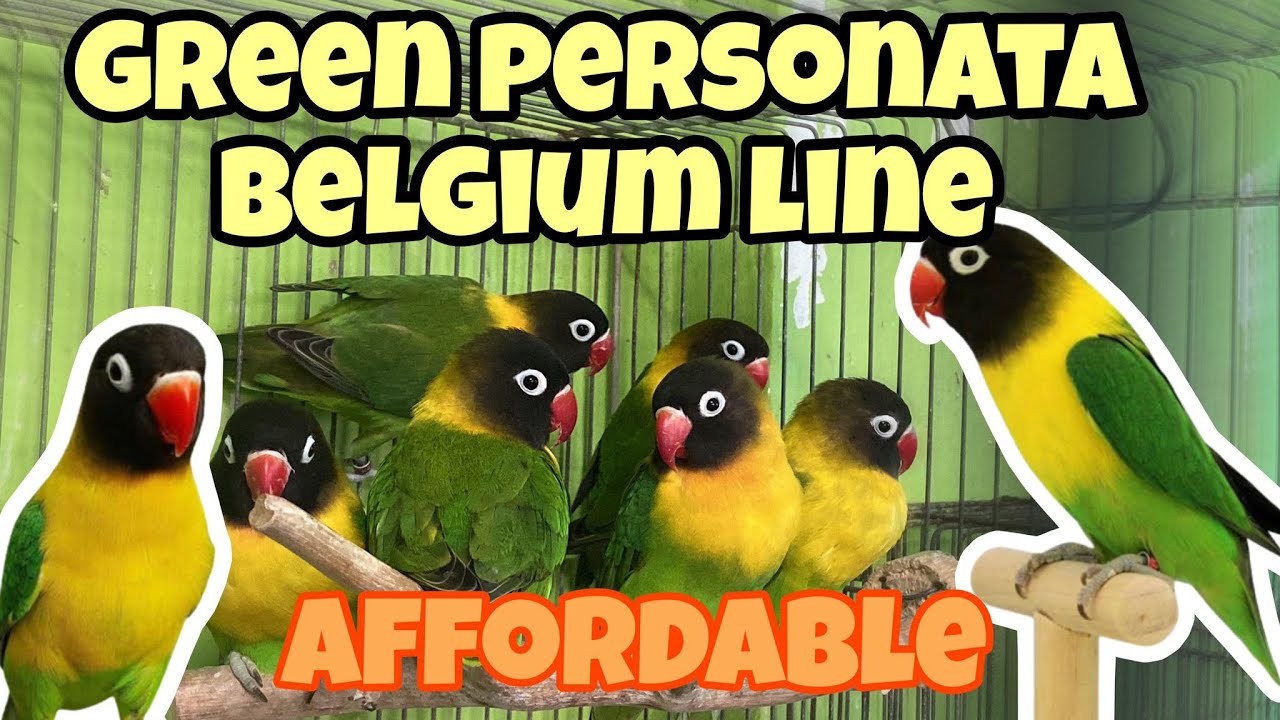 BILIHAN NG MURA AT QUALITY AFRICAN LOVEBIRDS | BULACAN PET MARKET | GREEN PERSONATA - VLOG 83