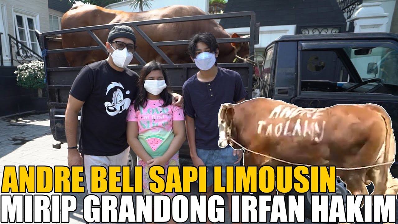 BELI SAPI UNTUK QURBAN.. ANDRE CARI YANG MIRIP GRANDONG