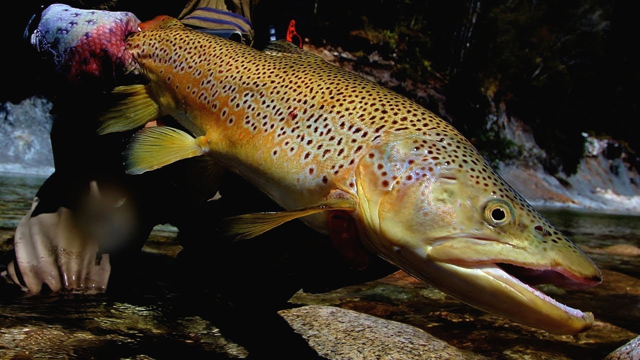 Once Upon a Time in Heaven - Flyfishing New Zealand 2013