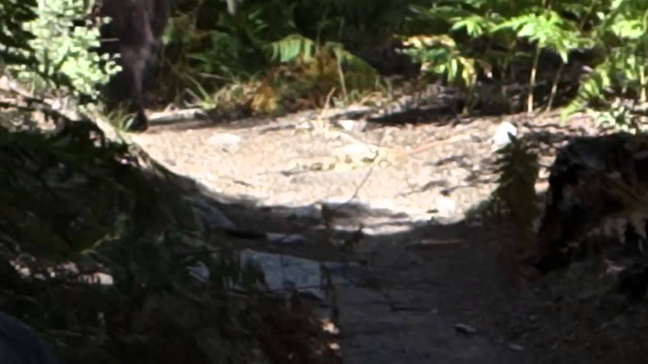 Bear on Bubbs Creek Trail