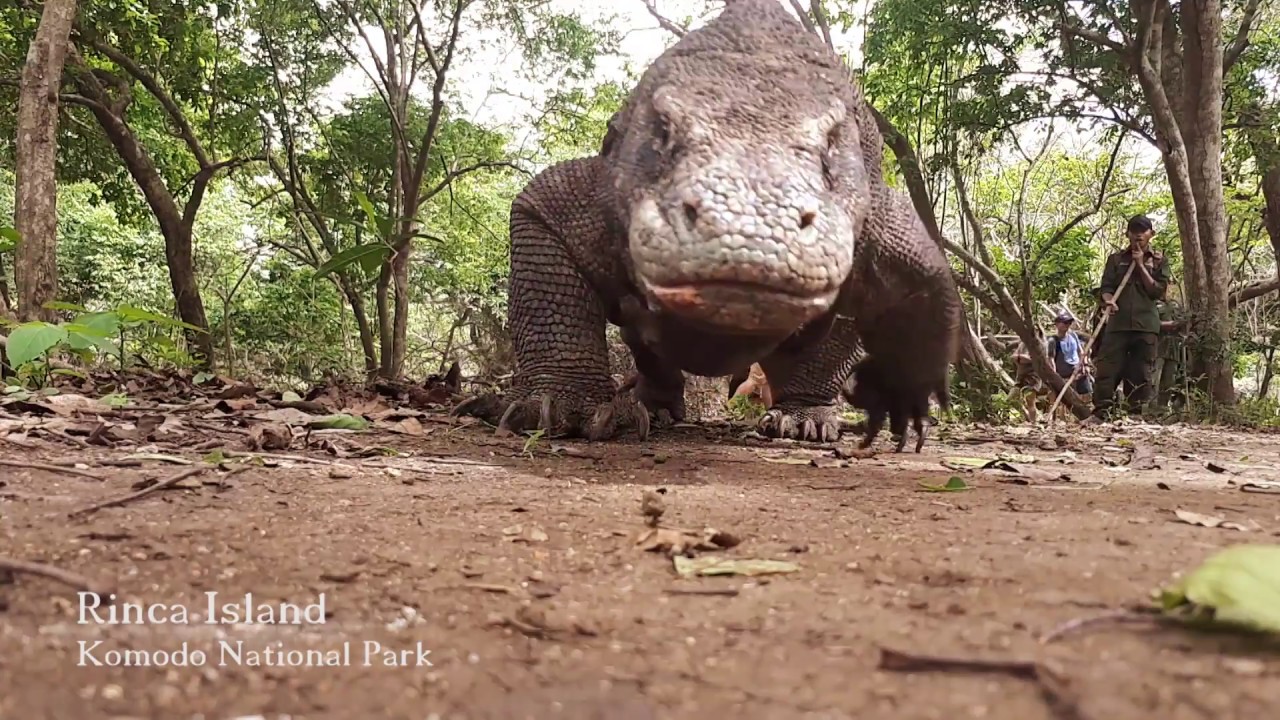 Trekking RINCA ISLAND / Welcome to Komodo National Park /  ⚓ www.thalassapinisi.com