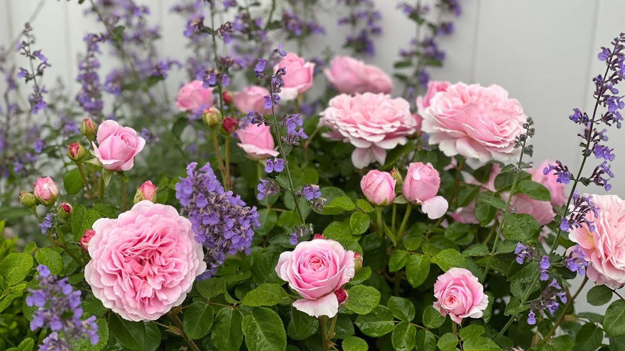 All David Austin roses in bloom!