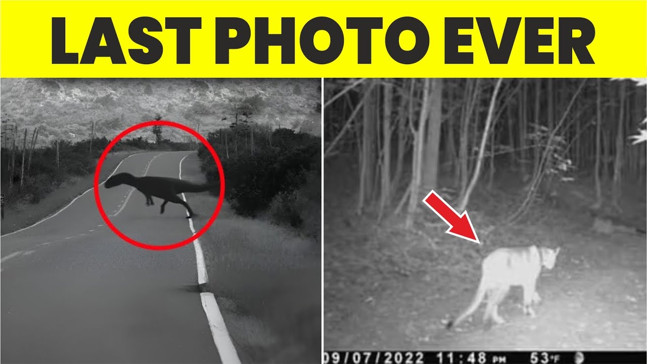 6 настоящих последних фотографий вымерших животных | Часть 2