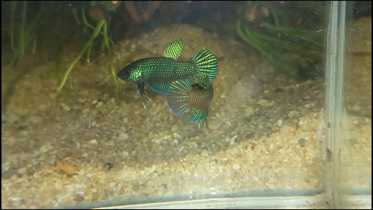 2 types of Betta stiktos 🔥