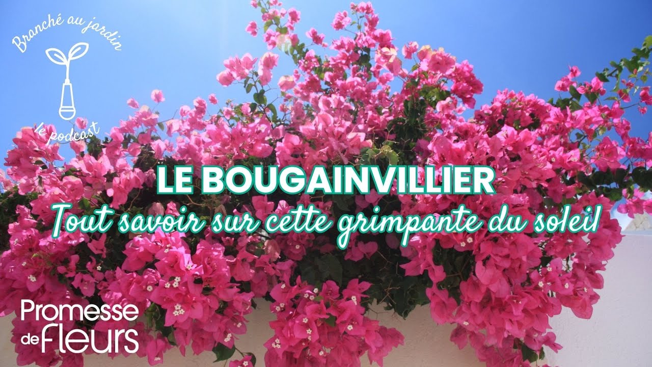 Podcast Branché au jardin : Tout savoir sur le Bougainvillier