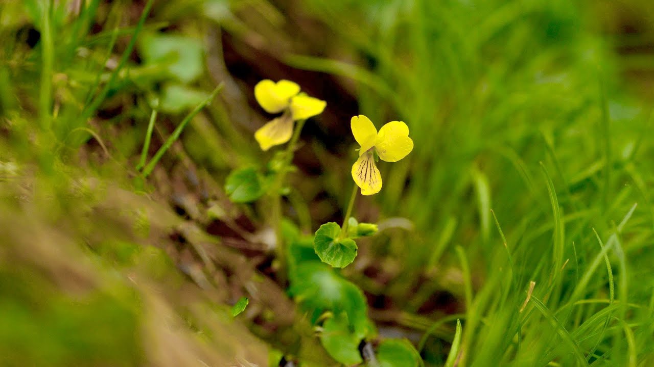 #한국의야생화 #제비꽃 23종 korean wildflower  #violet