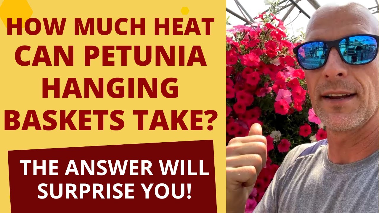 How Much Heat Can Petunia Hanging Baskets Take? The Answer WILL Surprise You!