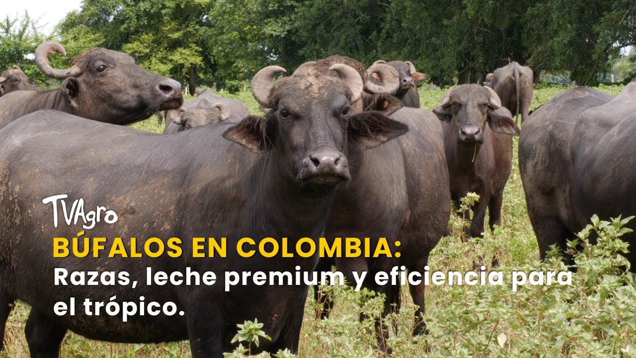 Búfalos en Colombia: Razas, leche premium y eficiencia para el trópico-TvAgro por Juan Gonzalo Angel