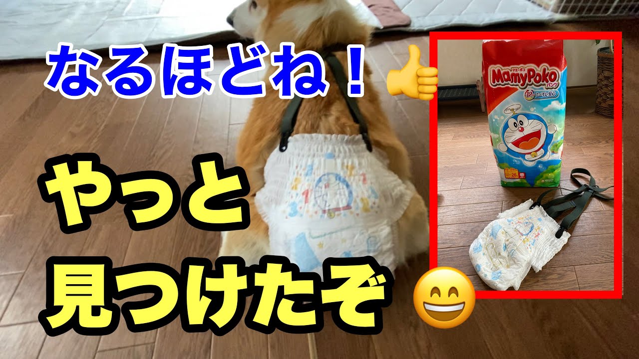 【やっと見つけたぞ】人間用のオムツを利用したらルークに合うオムツが穿けました！