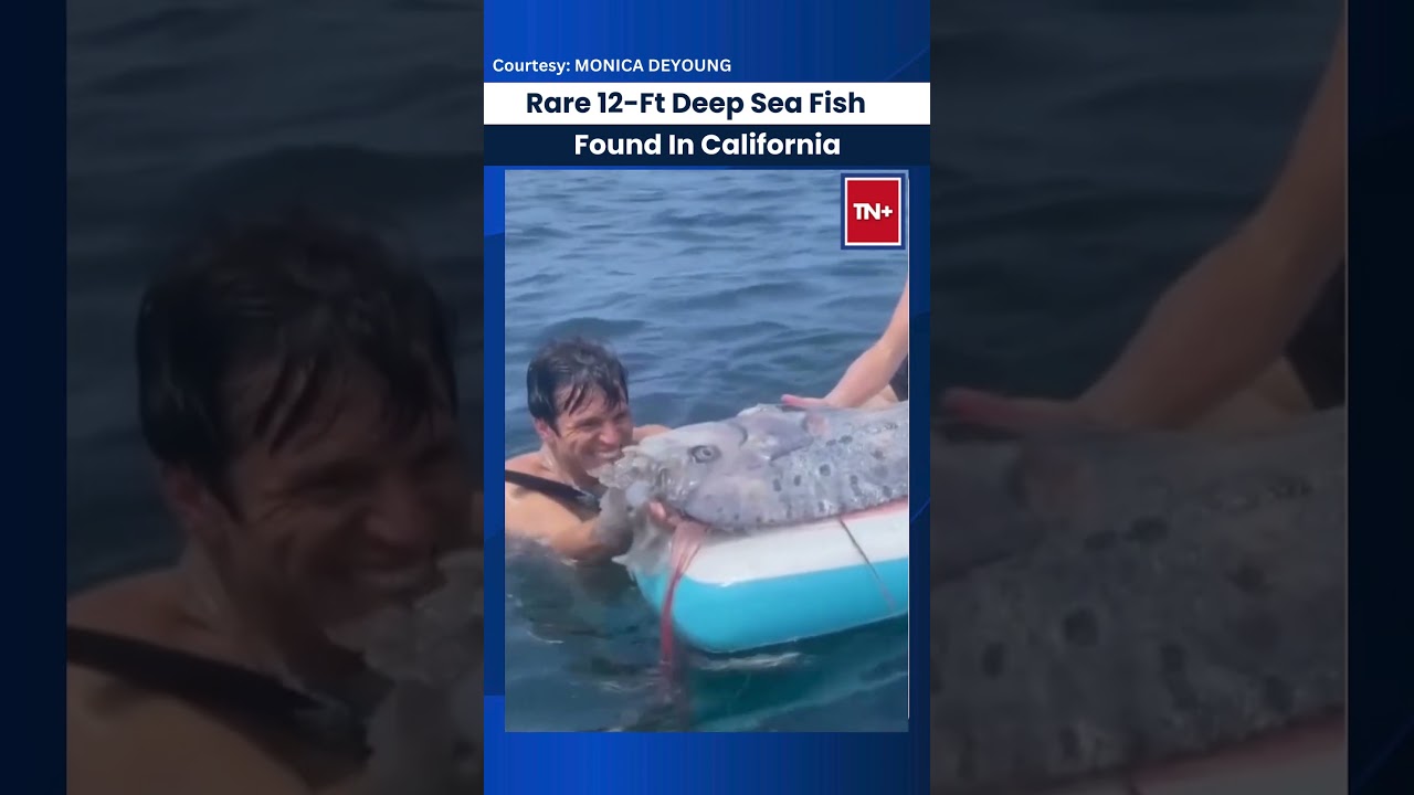 Rare 12-Ft Deep Sea Fish Found In California 