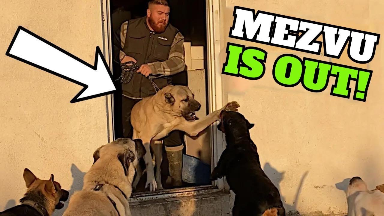 Kangal Asya and Rottweiler Marla: Fierce Rivals!