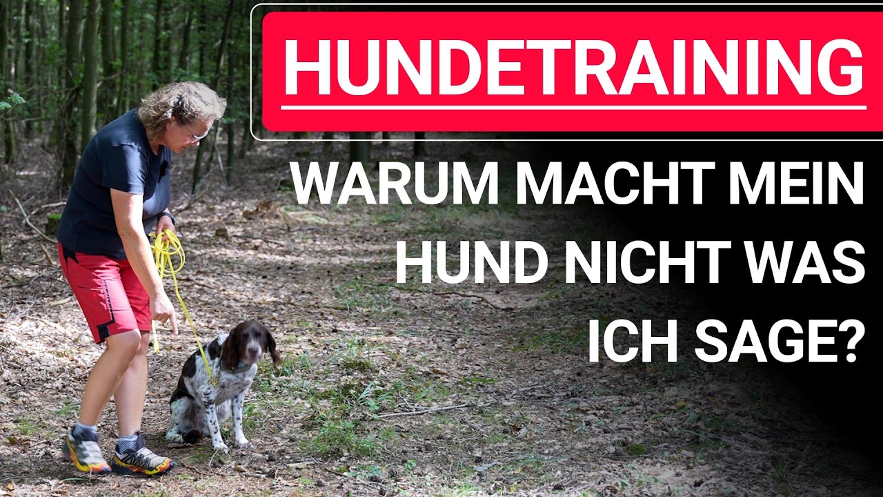 💥🐶 Hundetraining ➡️ Warum macht mein Hund nicht was ich sage? ➡️ Praxisvideo 🐕💥✔️