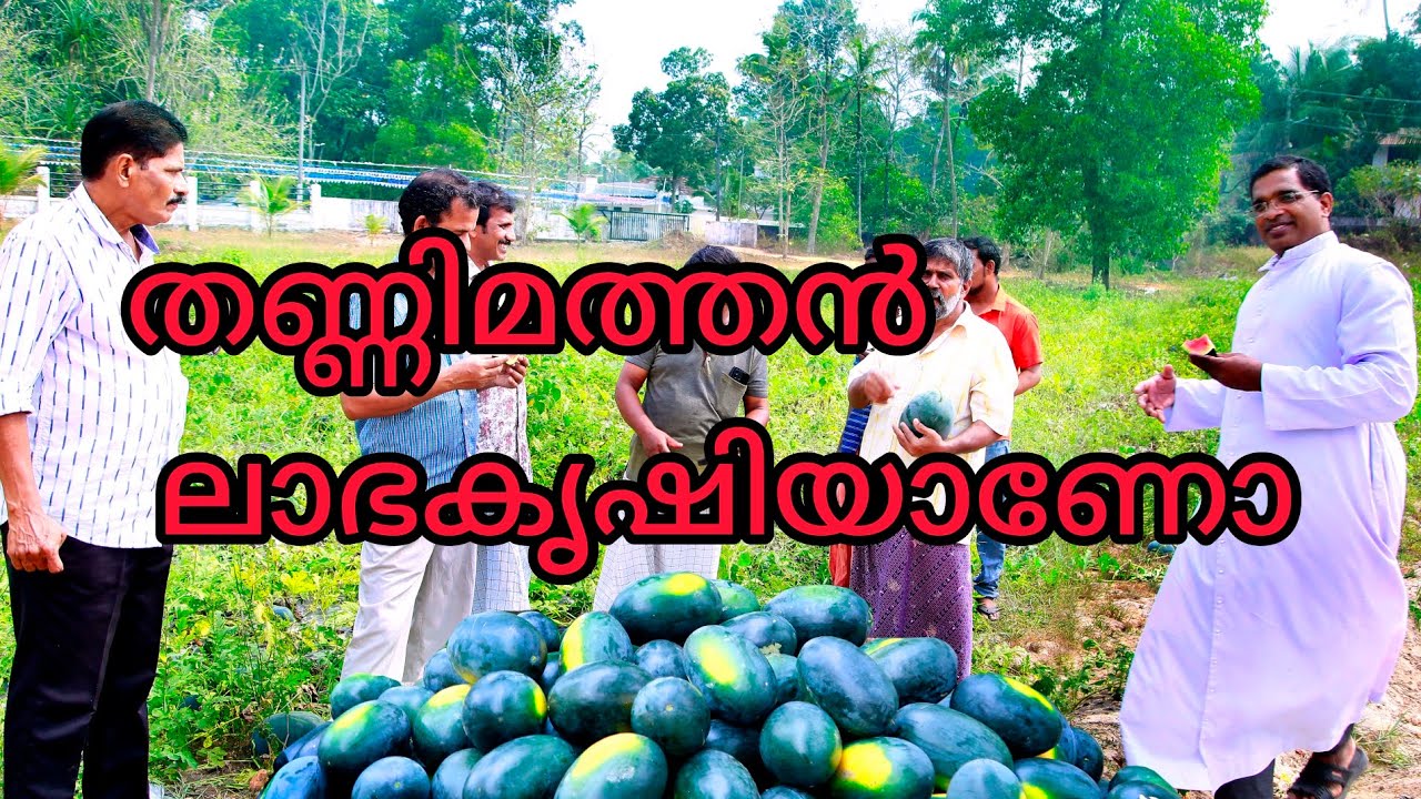 തണ്ണിമത്തൻ കൃഷി ലാഭകരമാണോ..#watermelon #farming #agriculture #support #like #share #subscribe