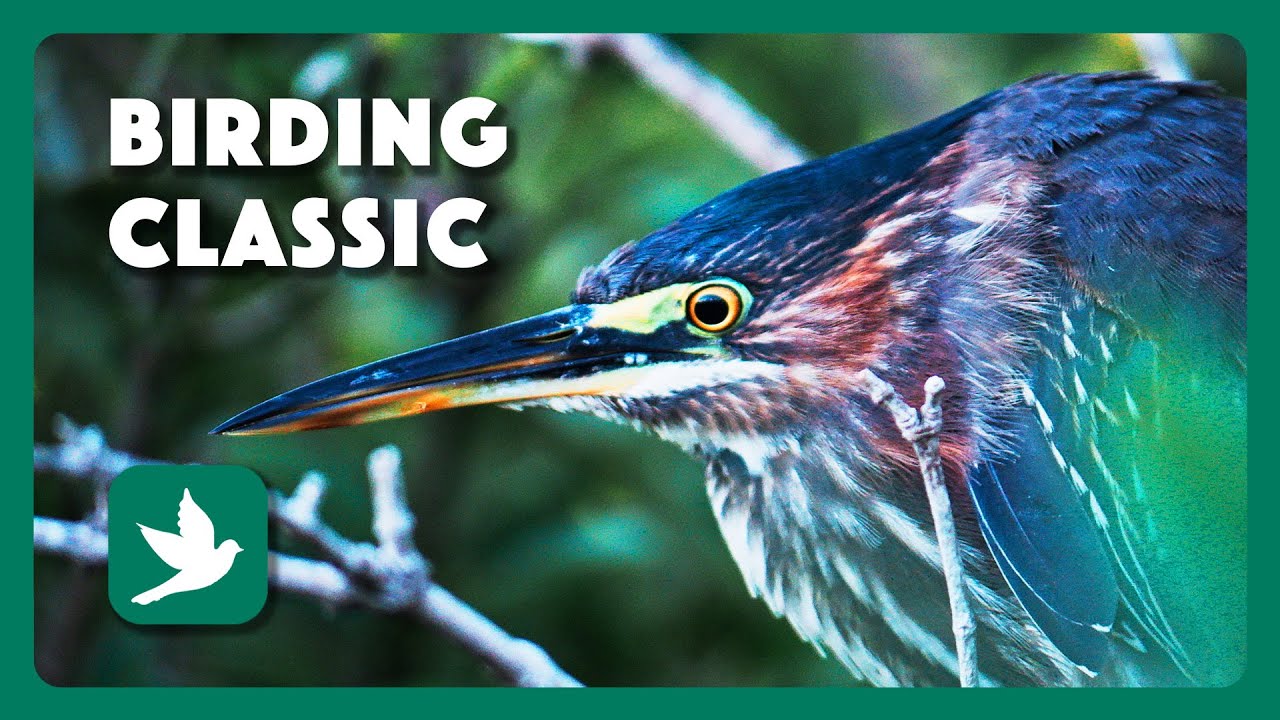 Birding Classic