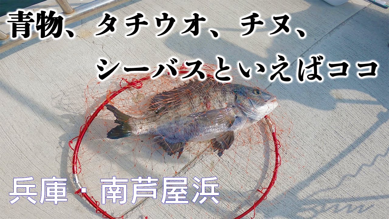 【釣り場動画#146】南芦屋浜 最新釣果！今、ハネ、チヌが絶好調！ファミリーフィッシングにも最適な釣り場