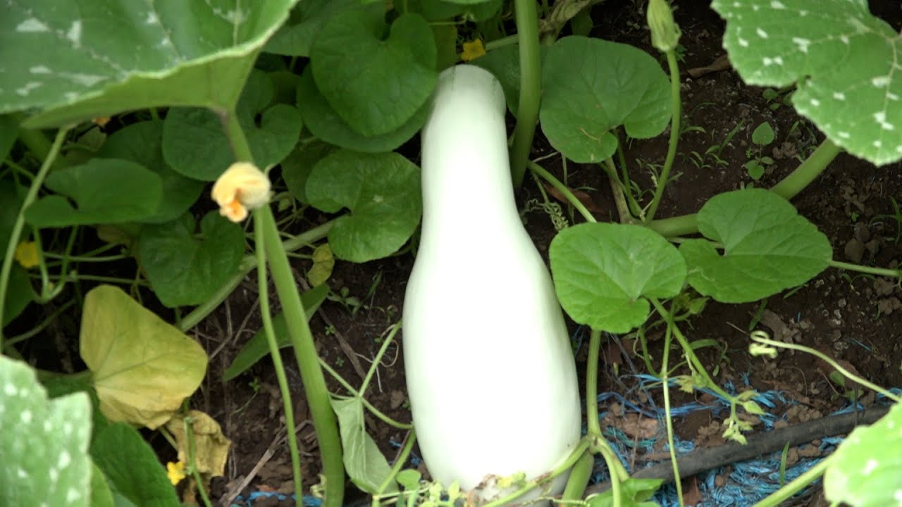 Aumentar&aacute;n producci&oacute;n de pipi&aacute;n en Nicaragua