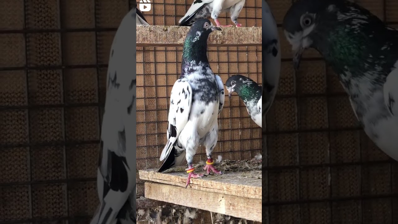 teddy kabootar ki short video 📹 😍 &hearts;️ 💯💥💖#sa_pigons_gondal #kabutar #shorts #teddy