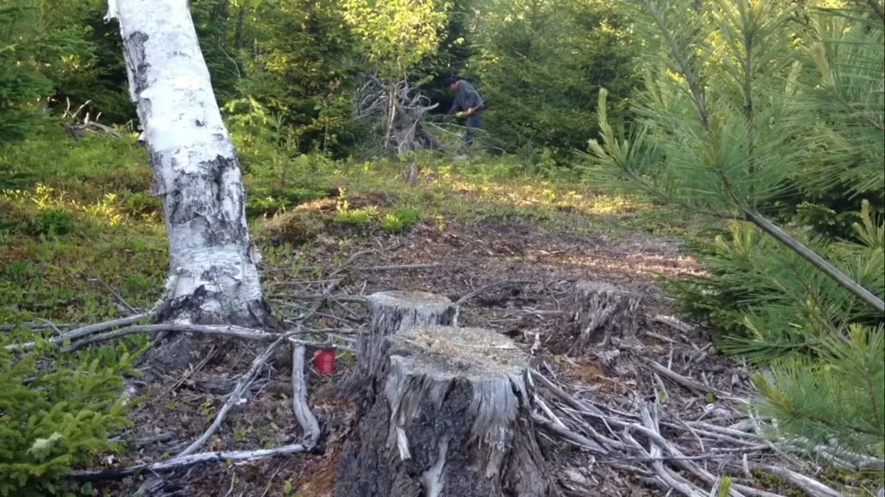 Archery Stumping June 2015
