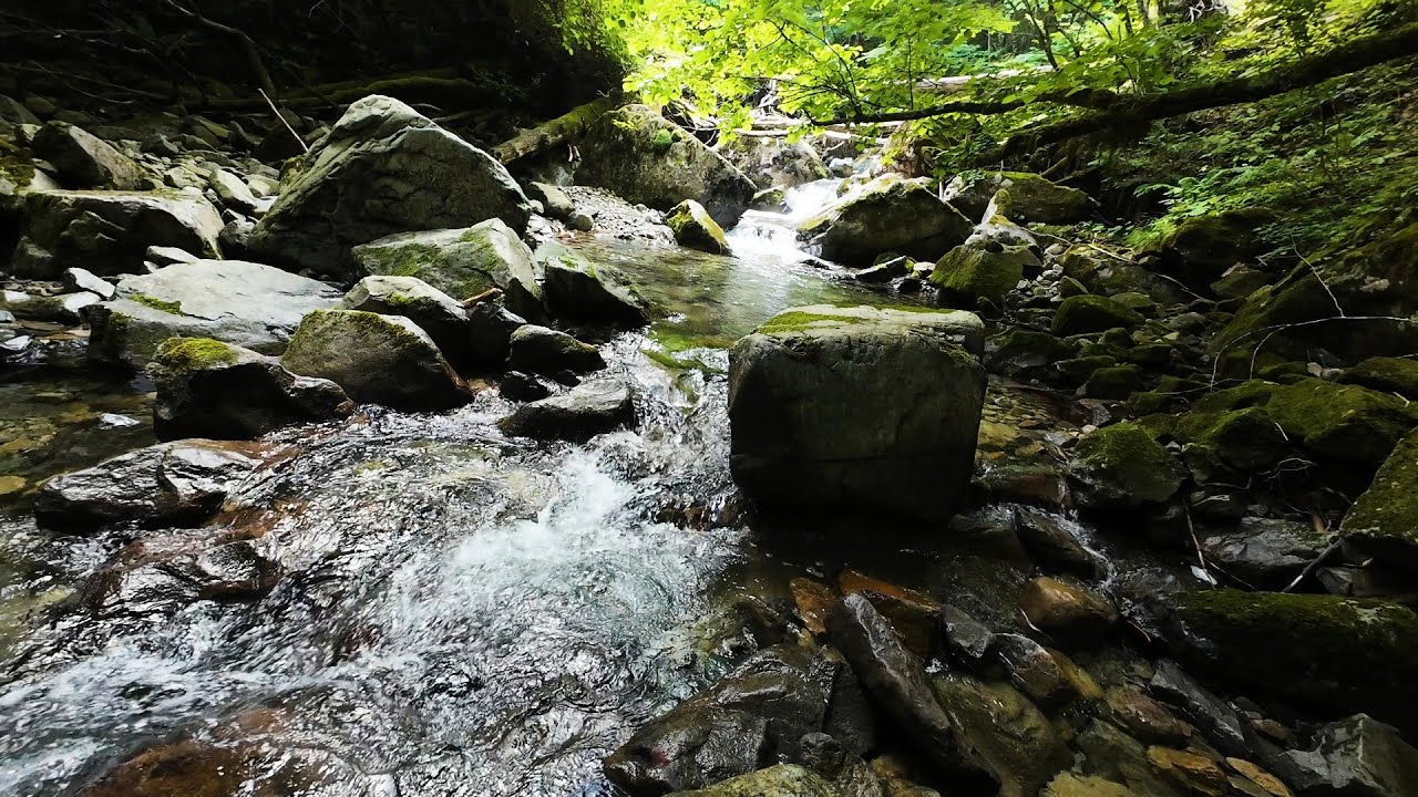 【渓流釣り】緑に覆われた山岳渓流にイワナを求めて
