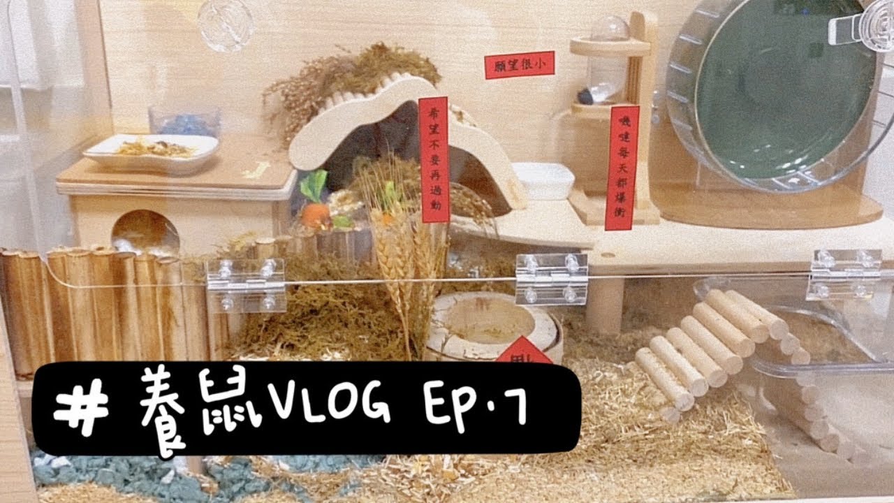 養鼠Vlog EP.7  幫嘰噠搬家、台北小豪宅艾特S號80公分木籠、厚撲20公分墊料 #通心粉鼠 #養鼠日常 #倉鼠籠造景
