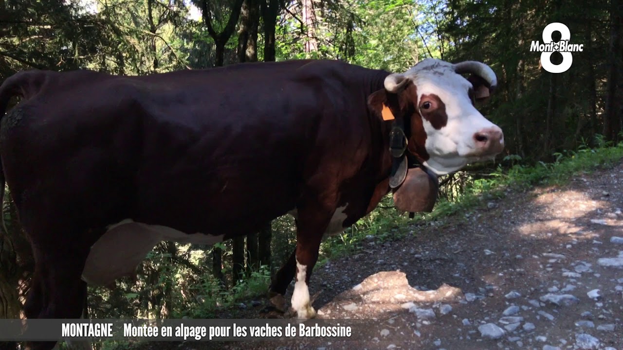 Montée en alpage des vaches de Barbossine