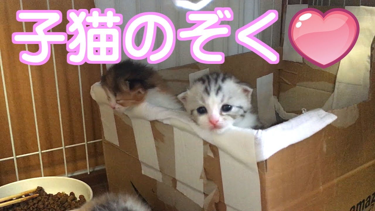 За исключением котят Ай-тян [милый котенок Шотландская вислоухая видео]