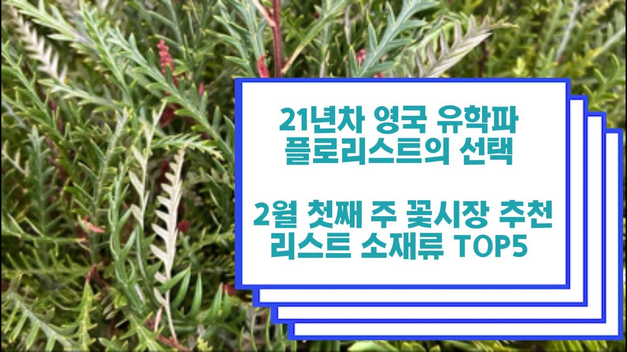 ❣️2월 첫째 주 꽃시장 추천리스트  TOP 5 _소재류 편 ❣️