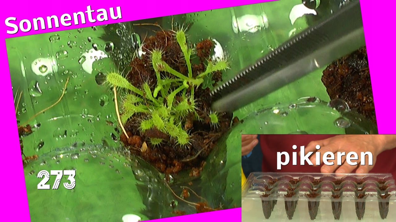 Sonnentau Sämlinge pikieren Drosera Capensis