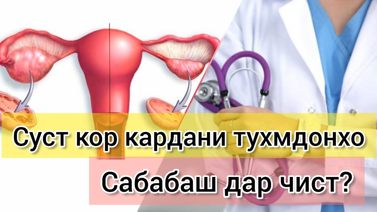 Суст кор кардани тухмдонхо. Сабабаш дар чист? #тухмдонхо #хаётисолим