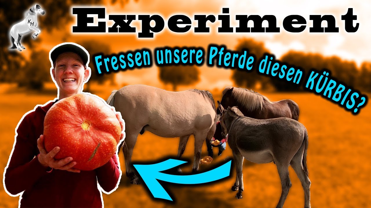 Fressen unsere Pferde diesen Kürbis? | Experiment