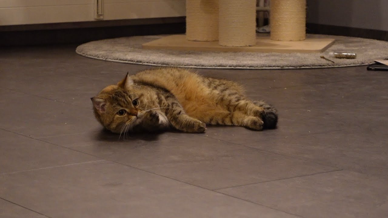 Meine Katzen sind Verrückt nach Tütchen 10 - CreamiHouse BKH Katzen