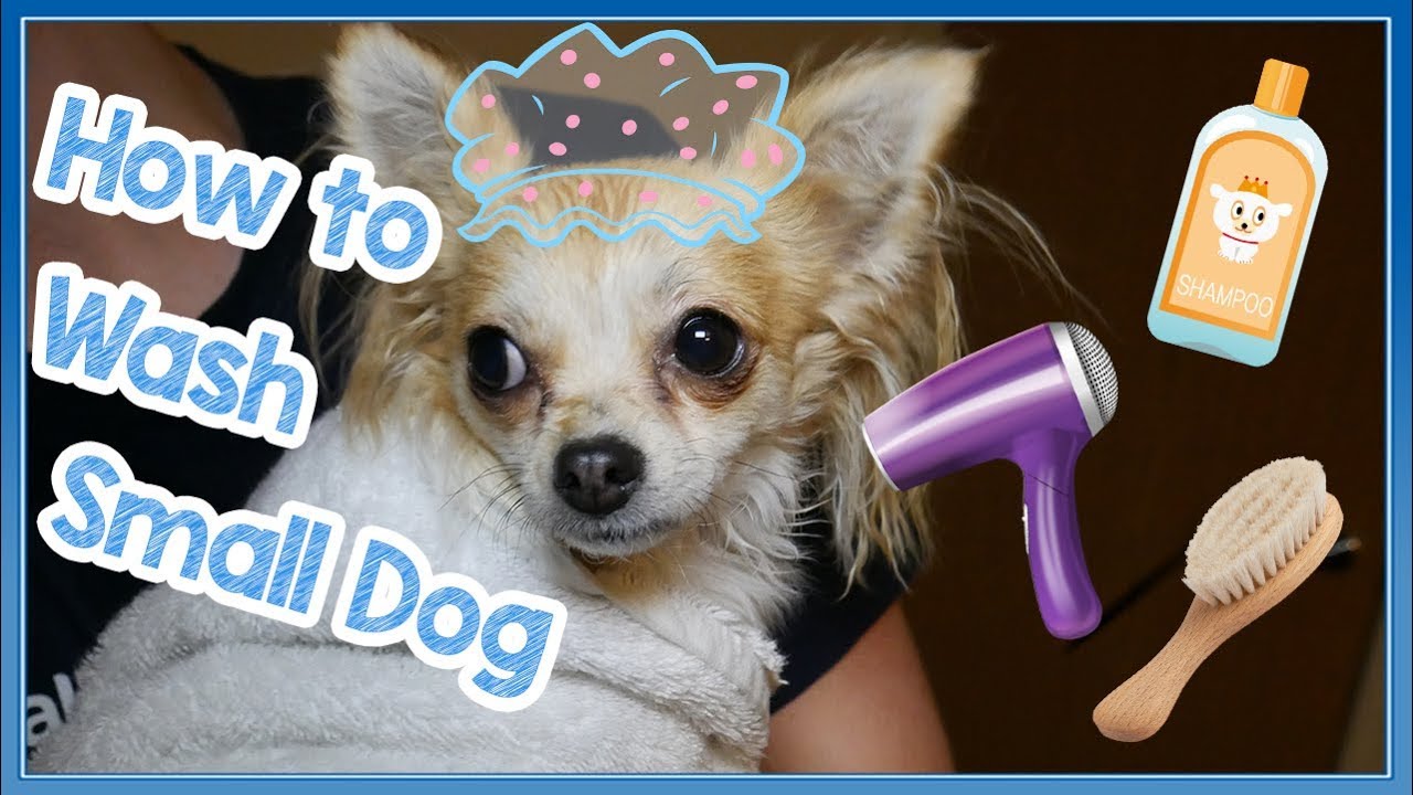 How to Bathe and Clean A Small Breed Dog! Small Dog Grooming Tips - Make Bath Time Easier!