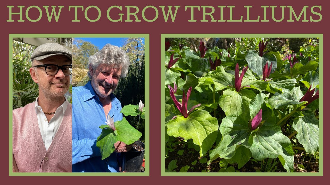 How to grow Trilliums: these delightful woodland plants just need PATIENCE!!