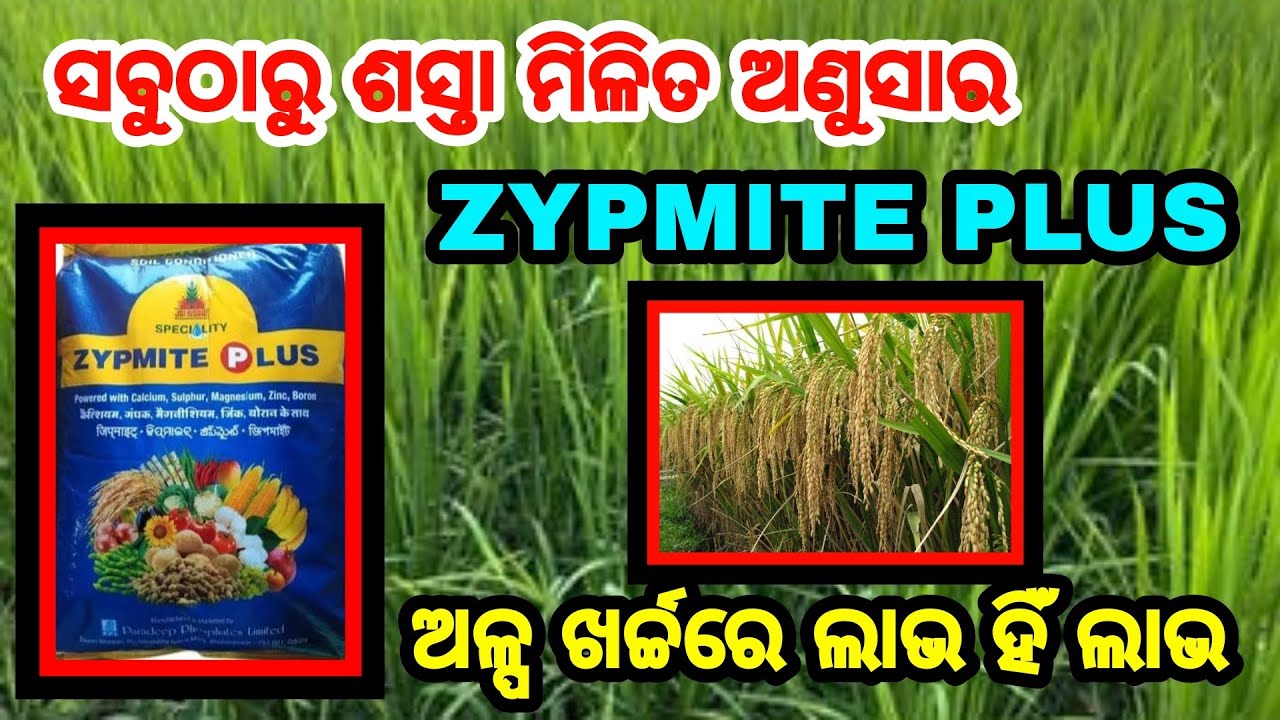 ସବୁଠାରୁ ଶସ୍ତା ଅଣୁସାର Zypmite Plus ଅଳ୍ପ ଖର୍ଚ୍ଚ ଅଧିକ ଅମଳ