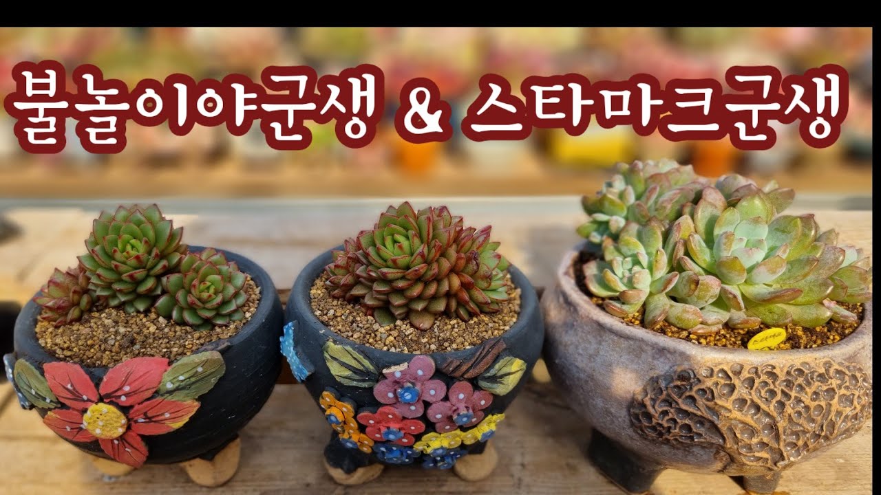 많이 많이 키워보고 싶은 다육이 불놀이야, 스타마크, 금작 식재해줍니다 💕 예쁘게 키워보자 ~ 💕