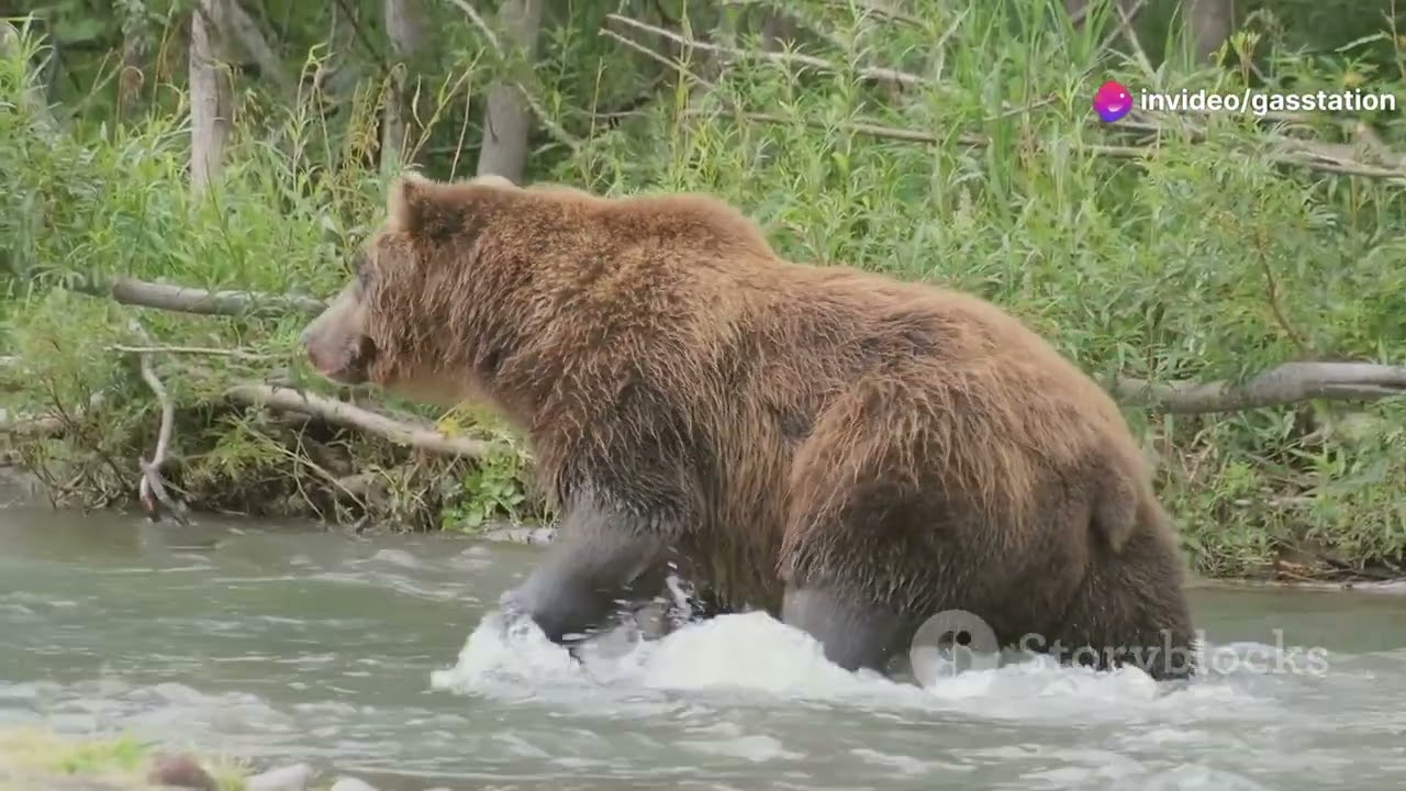 Wild Wonders: Exploring North Macedonia&rsquo;s Diverse Wildlife #animal2024 #wildlife