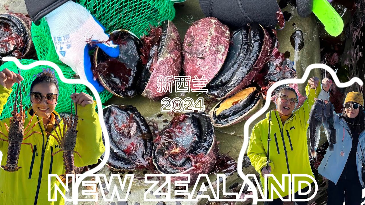 新西兰🇳🇿New Zealand【Abalones 6D6N】凯库拉｜Kaikōura Abalones Season🤩| 黑金鲍👏🏻| Southern Lights| Sea Urchins❤️