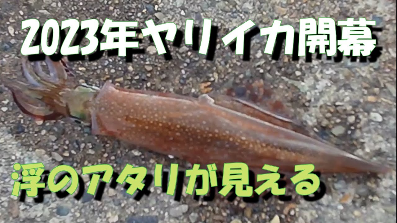 [2023]ヤリイカ調査　ヤリイカ浮釣り　夜間撮影カメラでヒットシーン撮影