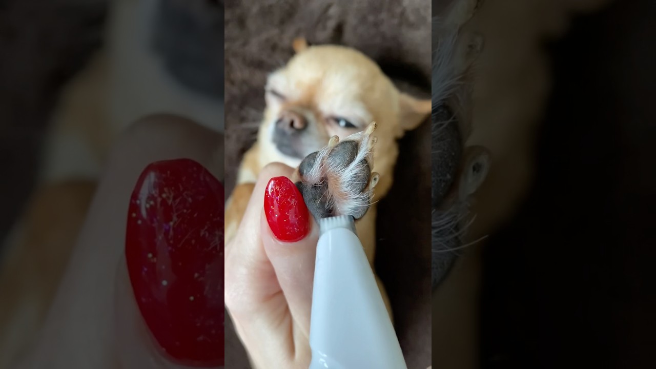 Popi SPA / Relaxation #dogasmr #asmr #dog #dogspa  #shorts