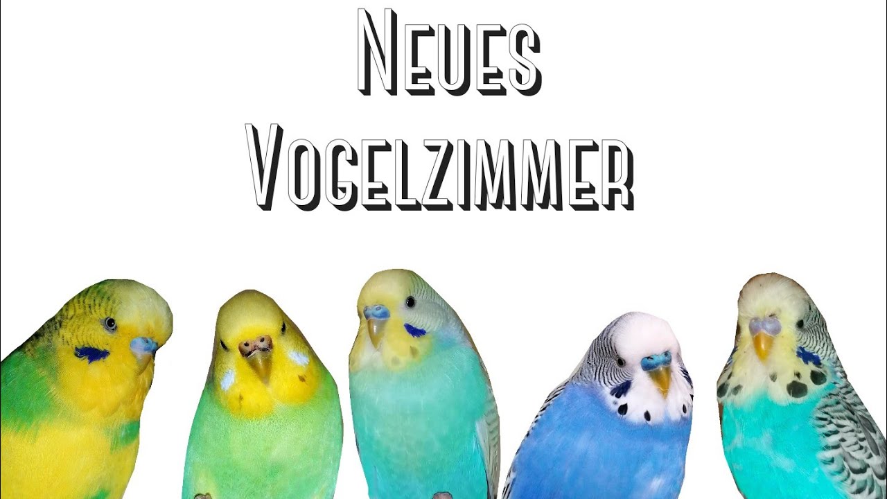 Neues Vogelzimmer für meine Wellensittiche?