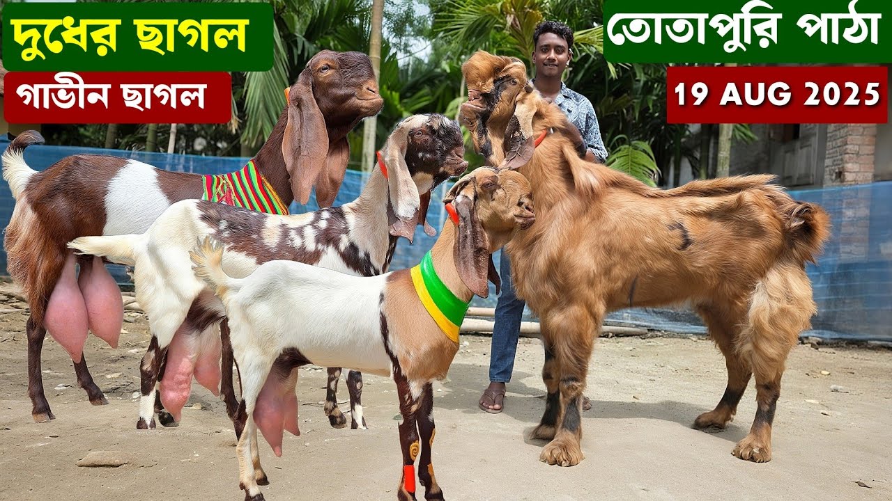 দুধের ছাগল,গাভিন ছাগল,তোতাপুরী ও ক্রস ছাগল সাথে বড় সাইজের পাঠা কিনুন 