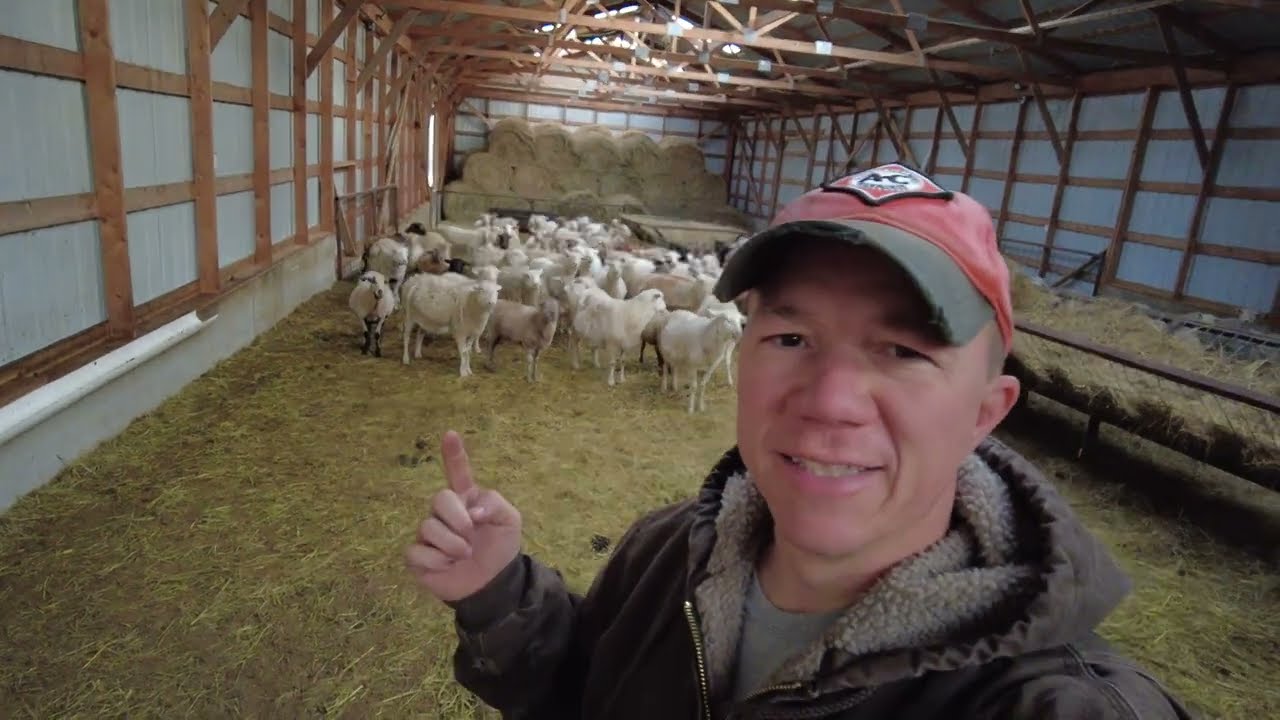 Confinement is easy and efficient for sheep