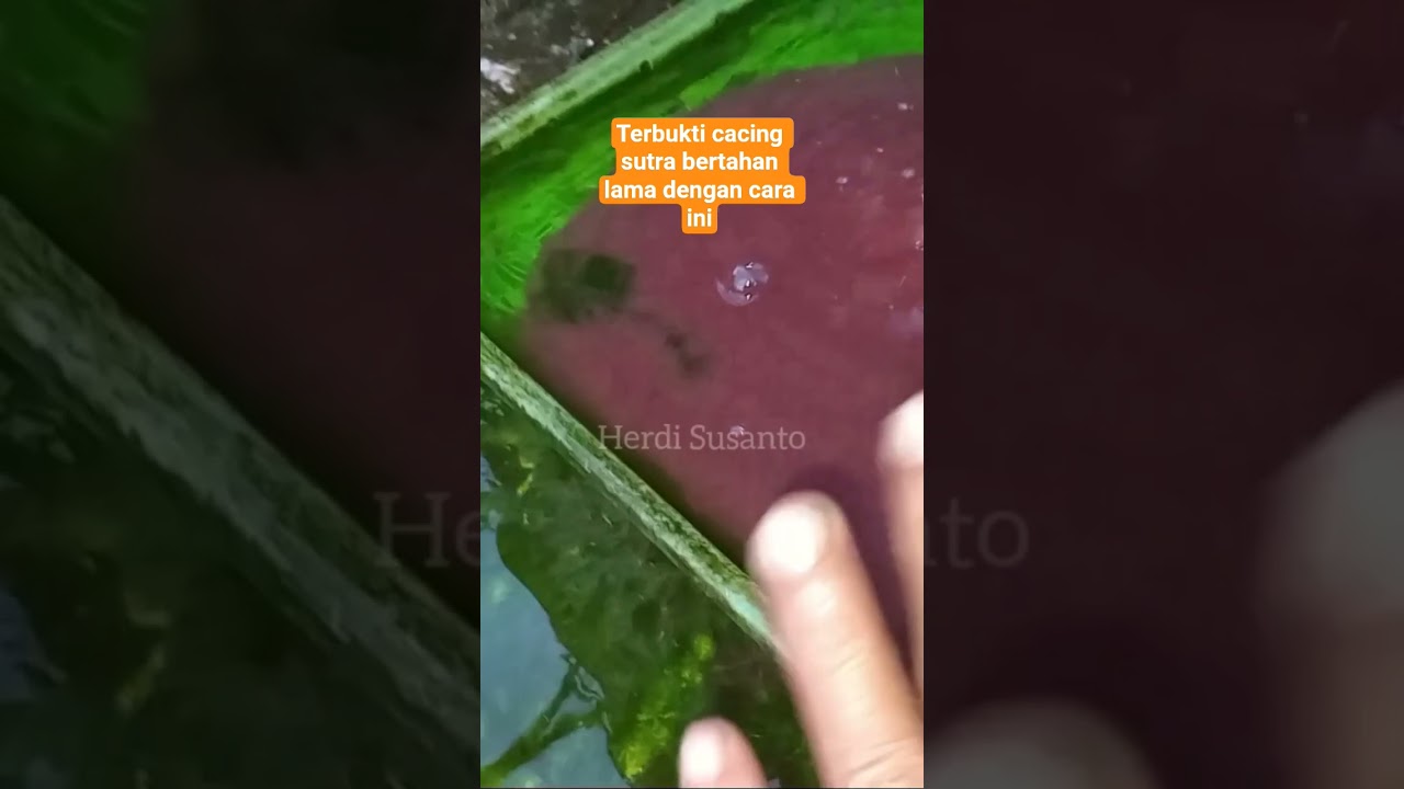 cara nyimpan cacing sutra biar bertahan lebih lama. #shorts #pakanikanalami #cacingsutra #ikan