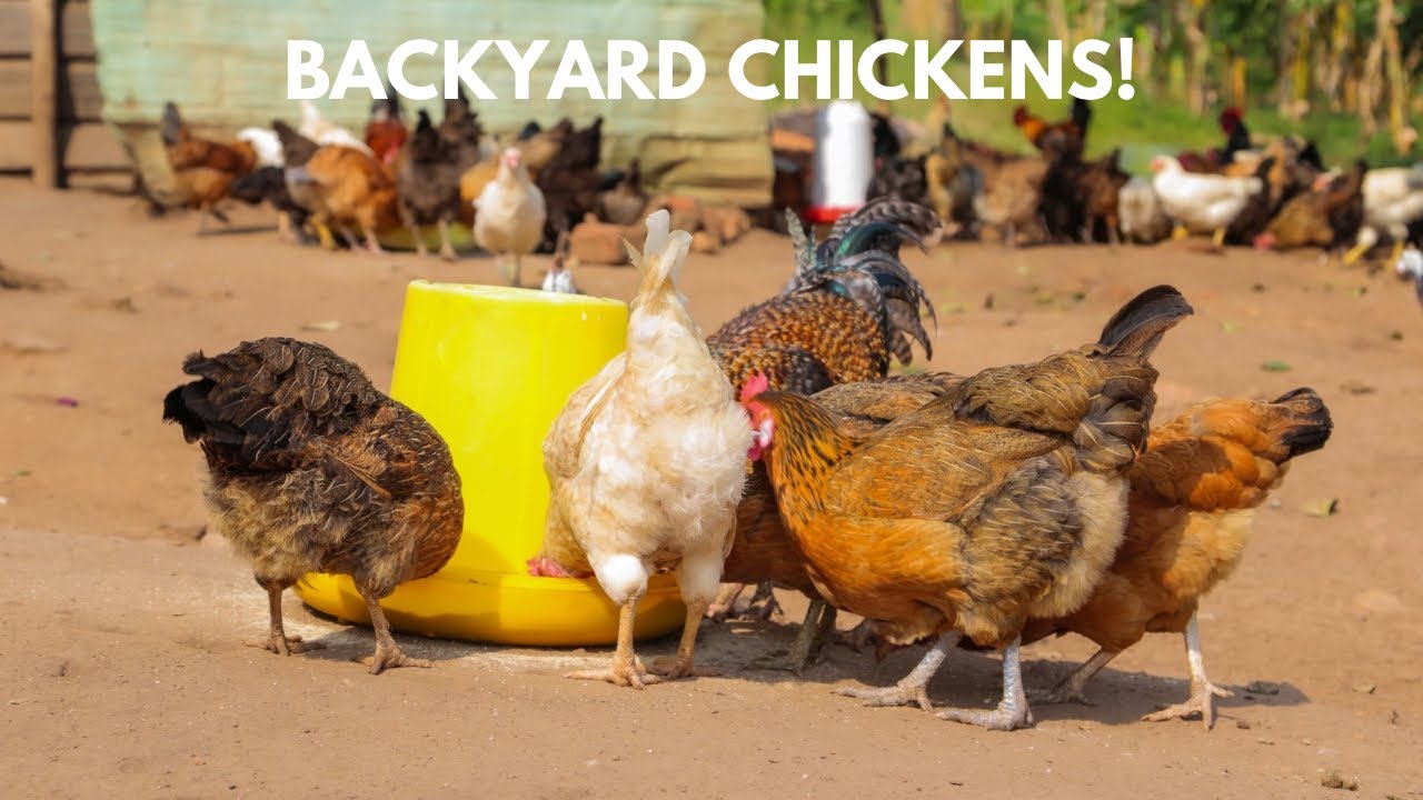 My 3 Months Of Raising Backyard Chickens (in 14 minutes)