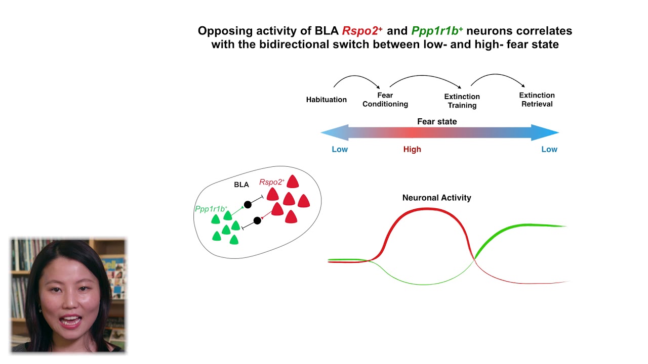 Amygdala Reward Neurons Form and Store Fear Extinction Memory