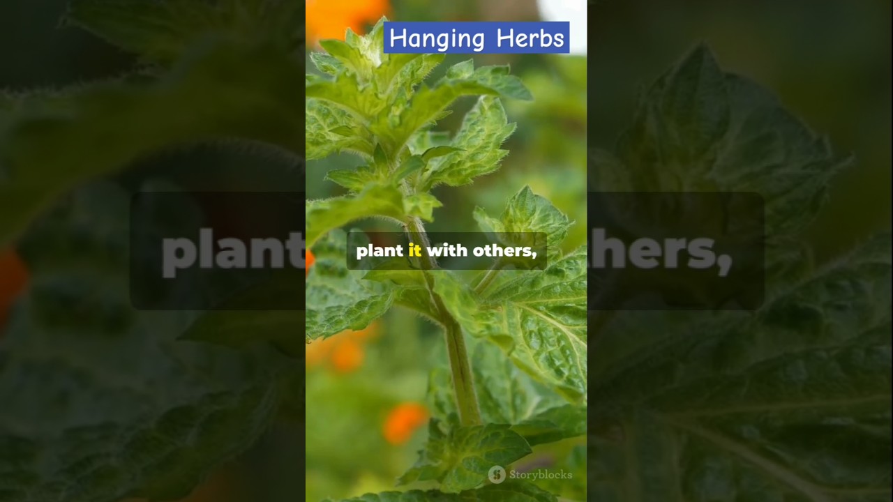 What are the Herbs That Love Hanging Baskets 🌿 || Farm Modernization 