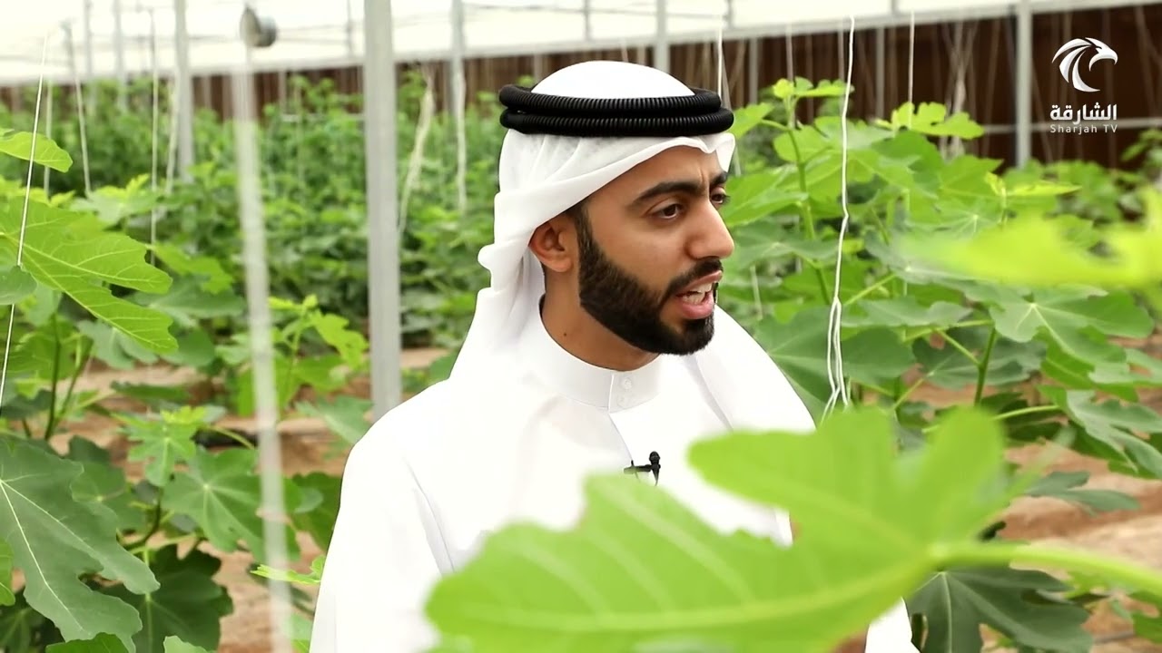 كاميرا أخبار الدار تزور مشروع الصوبات الزراعية في الذيد و ترصد رحلة الإنتاج