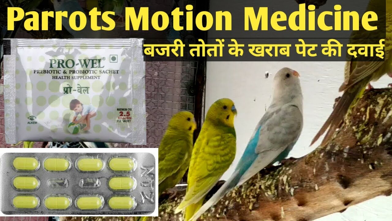 Parrots Motion Treatment in Hindi Urdu